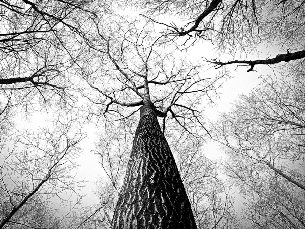 Colaboración conceptual en blanco y negro